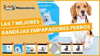 Las 7 mejores bandejas empapadores perros