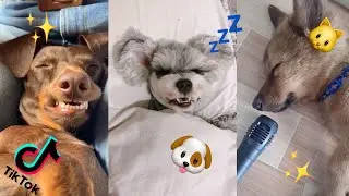 cute dog snoring loud when sleeping - Funny Pet Videos