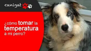 &iquest;c&oacute;mo tomar la temperatura a mi perro? #vetconsejos