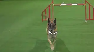 Brigade cynotechnique 6