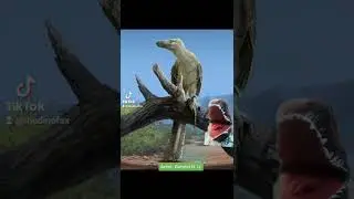 The REAL Velociraptor tiktok.com/@thedinofax