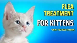 Flea Treatment For Kittens | How to Get Fleas off Kittens | Best Flea Treatment for Kittens
