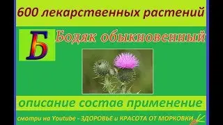 common bodyak 600 medicinal plants