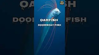 OARFISH 🐟 This Giant Predicts Earthquakes #Oarfish #doomsday #ocean #sea #nature #wildlife #animals