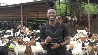 Earning Millions From 48,000 Goats Farm - Goat Farming Business EP2