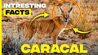Discovering Caracals: Fascinating Facts About the Desert Lynx | Random Facts