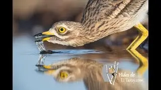 Burhinus oedicnemus, Alcarav&aacute;n, Stone curlew call