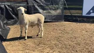 Lot 148