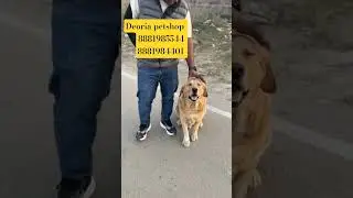 Dog ki shop in Deoria city uttar pradesh 8881985544 8881984401 low price  puppy available in deoria