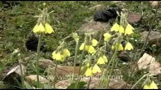 Primulas in Sikkim