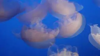 Moon Jelly SlowMix, Moon Jelly, Aurelia Aurita, Monterey Bay Aquarium, Monterey, California, USA