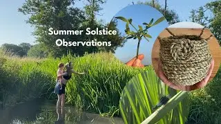 Summer Solstice - Litha Nature Observations - What I see and learn from Nature - Laura Lamn