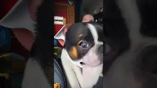 Watch a dog's amazing makeover!#dogtransformation #cutepets #dogmakeover #petsoftiktok