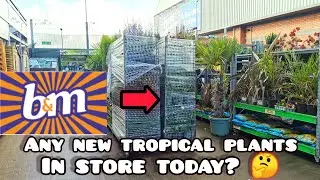 Any NEW B&M BARGAIN Tropical Plants in Today's Delivery? 🤔🌴 Grab a DEAL while it Lasts! 