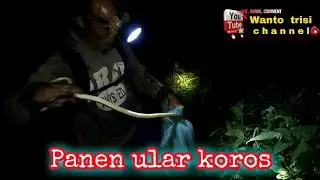 Berburu ular koros liar di pinggir sungai | Panen ular koros liar