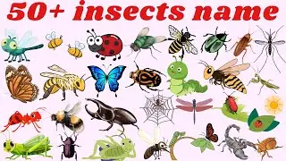 Insect name | Insects name for nursery class