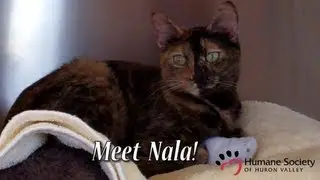 Meet Nala, a pretty tortoise shell cat.