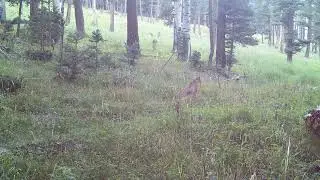 Cougar Mountain Lion #angel #fire #nmtrue