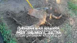 Pull out a stump from a wild plum tree, stump