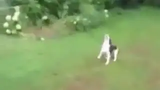 If hugo lloris was a dog