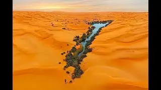 chase between a dog and a gazelle in the desert