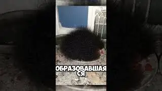 ЖУТКИЕ ФОТОГРАФИИ ДО МУРАШЕК #shocking #факты #horror