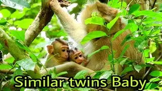 Similar twins Baby Brindy's friana like playful with Brandy for Relationship cute monkeys
