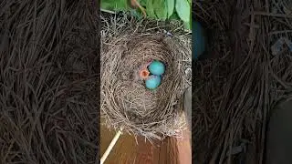 American Robin's Hatched Baby Bird and Two Siblings in Blue Eggs!