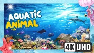 Aquatic Animals Compilation 🐬 | Ocean Life Relaxing Video