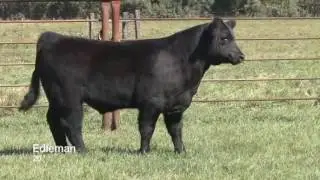 Edleman 20