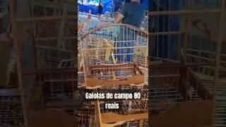 baianinha de campo 80 reais 😱 #baianinhainox #feiradegaiola #gaiolas #passaros #aves