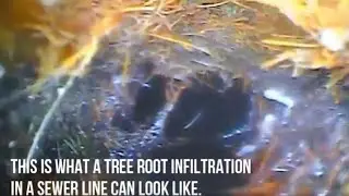 Septic Check: Tree Root Removal From Sewer Line Using Line Jetting