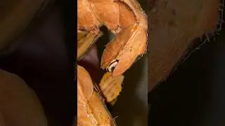 Egg to MASSIVE Female Spiny Leaf Insect 🔥 #insects #shorts