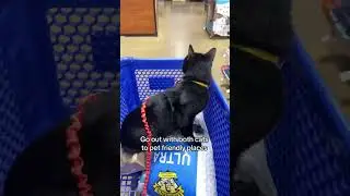 Adopting a second cat means leash training all over again! #adventurecat #leashtraining #2025goals