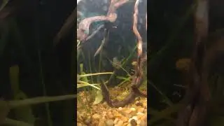 territorial behavior & sexing of the Green Terror Cichlid