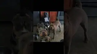 most dangerous dog #canecorso#pitbull#kangal #tibetanmastiff#americanbully #dangerous #viral #reels