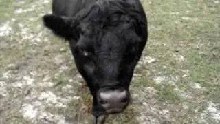 Ian  with Mini-Angus and cattle at Rainbow Farms Inverness pt1