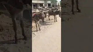 Donkey Carrying  ,  pulling empty cart 🫏🚶 Must Watch Brown Donkeys in market