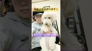 #おはようございます #本日も最高の一日にしていきます #スタンダードプードル #断酒 #soberlife  #short #shorts #shortvideo #shortsfeed