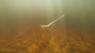 BIG-O cotton Cordell underwater action