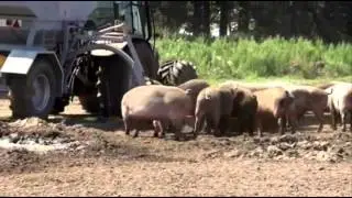 Eco Pig Farming and The Waitrose Way Treading Lightly Award
