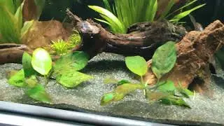 Fluval Flex 57 and Dennerle Scapers 55 Tanks (Update 2)