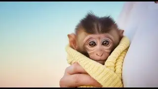 A New Beginning: Baby Monkey's First Moments After Birth