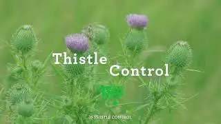 Thistle Removal + Control Canada | Estate, Acreage + Residential | Green Drop Lawn Care Calgary, AB