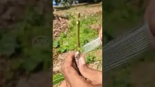 Easy and Simple way of Grafting Mango