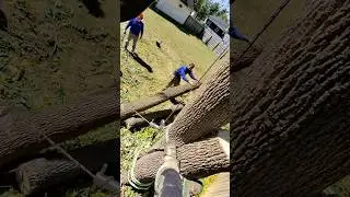 Porta wrap in action! #treework #treecare #chainsaw