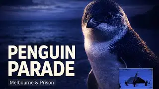 Penguin Parade & Melbourne in 4K 🇦🇺 | Little Penguins, Mythical Prison & Market