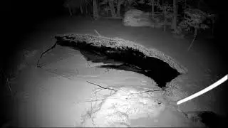 River Otter Inspects Overnight Ice Collapse on McCaslin Brook | 24/7 Live Winter Wildlife Wisconsin