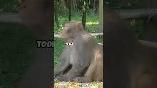 Wild Animal Facts safari 2025 | new jungle facts animal#animalshorts  #shortsfeed