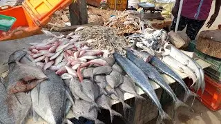 New Location of Avadi Fish Market | Large Quantity of Fishes,Crab,Squid,Prawns | Chennai,India
